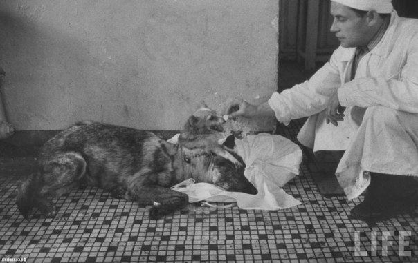 владимир демихов и его двухголовая собака в 1954 году владимир демихов потряс мир, продемонстрировав монстра, созданного хирургическим путем: двухголовую собаку. он создал это существо в